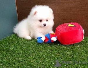 Photo №2 to announcement № 136963 for the sale of pomeranian - buy in Switzerland breeder