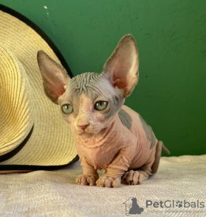 Photo №1. sphynx-katze - for sale in the city of St. Petersburg | 276$ | Announcement № 31167