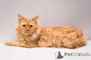 Photo №1.  - for sale in the city of Moscow river | Is free | Announcement № 165231