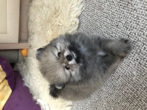 Additional photos: Pomeranian Spitz, girl