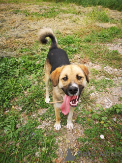 Photo №2 to announcement № 152541 for the sale of non-pedigree dogs - buy in Russian Federation private announcement