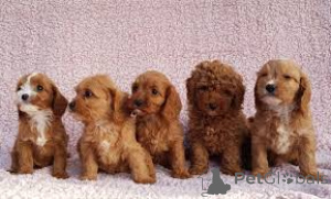 Photo №1. kavapu - for sale in the city of Brussels | 723$ | Announcement № 162620