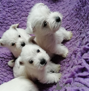 Photo №1. west highland white terrier - for sale in the city of Hamm | 376$ | Announcement № 149063