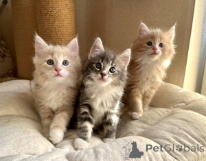 Photo №1. norwegian forest cat - for sale in the city of Dikirh | 329$ | Announcement № 151487