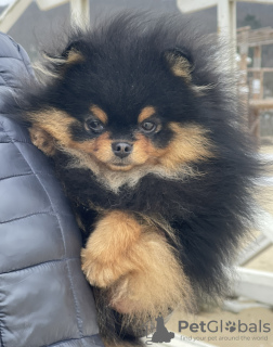 Photo №1. pomeranian - for sale in the city of Varna | 1585$ | Announcement № 43788