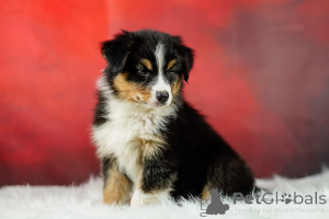 Photo №4. I will sell australian shepherd in the city of Opole. breeder - price - 1271$