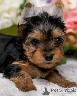 Photo №4. I will sell yorkshire terrier in the city of Berlin. breeder - price - 282$
