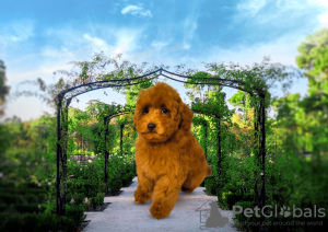 Photo №2 to announcement № 76822 for the sale of poodle (toy) - buy in Serbia breeder