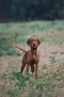 Additional photos: Hungarian Vizsla puppy