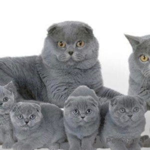 Photo №1. british shorthair - for sale in the city of Portland | 650$ | Announcement № 65851