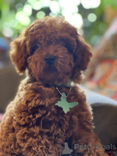 Additional photos: Toy Poodle puppies for sale