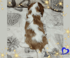 Additional photos: Cavalier King Charles Spaniel promising boy