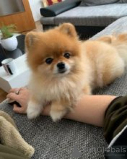 Photo №1. pomeranian - for sale in the city of Сало | negotiated | Announcement № 82518