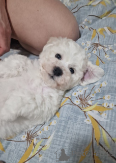 Additional photos: Bichon Friesian puppies