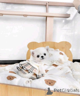 Photo №1. chihuahua - for sale in the city of Helsinki | 568$ | Announcement № 159465