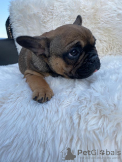 Photo №2 to announcement № 19043 for the sale of french bulldog - buy in Poland breeder