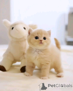 Photo №3. Scottish Fold Kätzchen zur Adoption. Germany