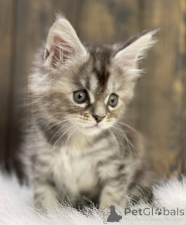 Photo №1. maine coon - for sale in the city of Bellaire | 550$ | Announcement № 161713
