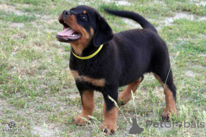 Photo №4. I will sell rottweiler in the city of Helsinki. private announcement - price - Is free