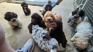 Photo №1. lagotto romagnolo - for sale in the city of Trstenik | 310$ | Announcement № 163158