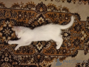 Photo №2 to announcement № 12109 for the sale of turkish angora - buy in Russian Federation private announcement