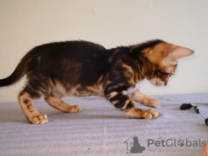 Additional photos: Bengal kittens