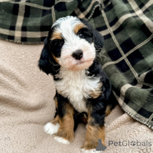 Photo №3. Soft eyes, softer heart Millie brings love, calm, and cuddles to every day.. Ireland