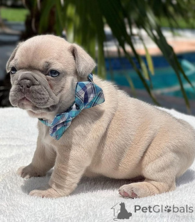 Photo №1. french bulldog - for sale in the city of Florida | 800$ | Announcement № 144963