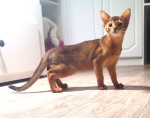 Photo №3. Affectionate abyssinochka. Russian Federation