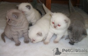 Photo №1. scottish fold - for sale in the city of Turku | negotiated | Announcement № 76238