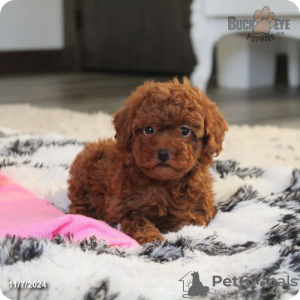Photo №3. Toy Poodle Puppies. Switzerland