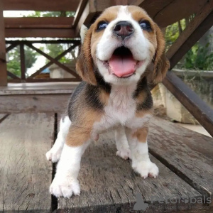 Additional photos: Fantastic litter of beagle puppies