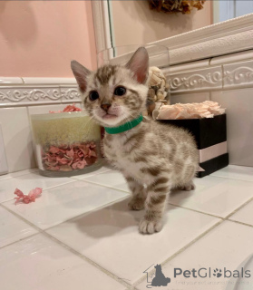 Photo №2 to announcement № 152623 for the sale of bengal cat - buy in Switzerland private announcement