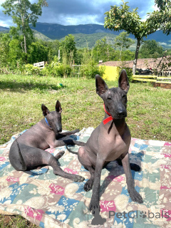 Photo №1. mexican hairless dog - for sale in the city of Milan | negotiated | Announcement № 169000