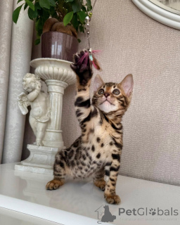Photo №2 to announcement № 171197 for the sale of bengal cat - buy in Sweden breeder