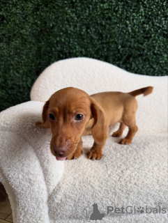 Photo №1. dachshund - for sale in the city of Alberville | negotiated | Announcement № 167168