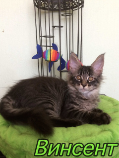 Photo №2 to announcement № 3738 for the sale of maine coon - buy in Russian Federation from nursery