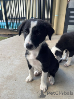 Photo №1. border collie - for sale in the city of Floral Park | Is free | Announcement № 163959