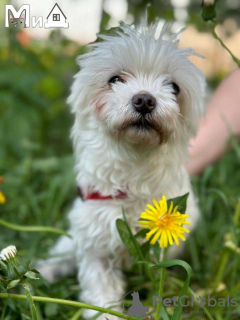Photo №1. maltese dog - for sale in the city of Munich | 317$ | Announcement № 105209