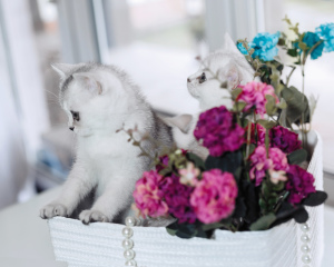 Photo №2 to announcement № 6076 for the sale of british shorthair - buy in Belarus from nursery