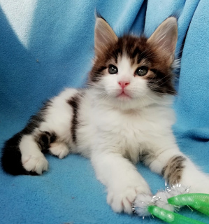 Photo №1. maine coon - for sale in the city of Rostov-on-Don | 261$ | Announcement № 6144