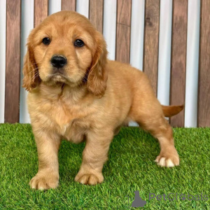 Photo №1. golden retriever - for sale in the city of Bremen | negotiated | Announcement № 154340