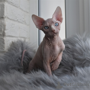 Photo №4. I will sell sphynx cat in the city of Simferopol. from nursery - price - 501$