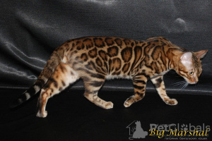 Additional photos: Bengal kittens.