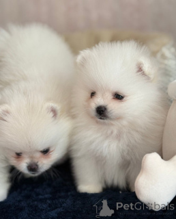 Photo №1. pomeranian - for sale in the city of Zug | 565$ | Announcement № 142946