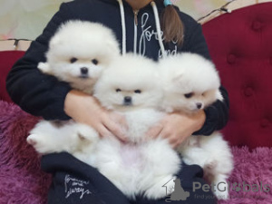 Photo №1. pomeranian - for sale in the city of Boom | 423$ | Announcement № 96331