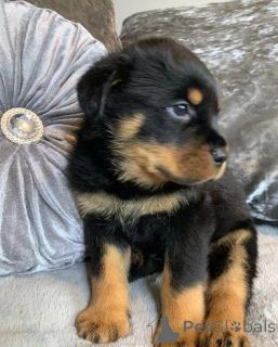 Photo №4. I will sell rottweiler in the city of Berga. private announcement - price - 557$