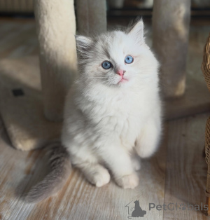 Photo №3. Beautiful Blue-Eyed Ragdoll Kittens Ready for Their Forever Homes. Germany