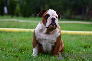 Photo №4. I will sell english bulldog in the city of Frampol. breeder - price - 624$