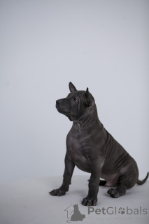 Photo №4. I will sell thai ridgeback in the city of Surgut. breeder - price - 507$